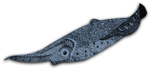 amoreena's squid